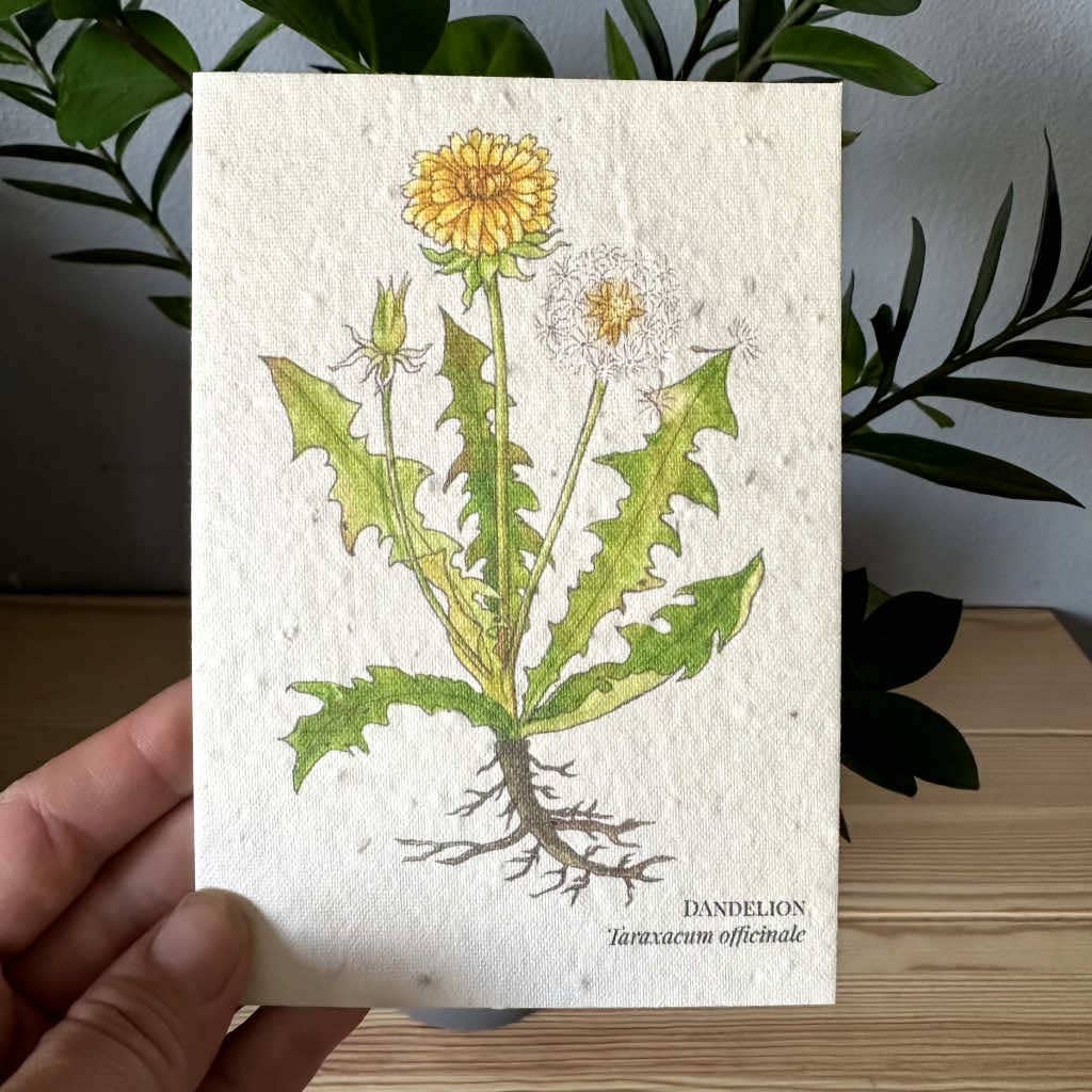 Dandelion Seed Paper Greeting Card