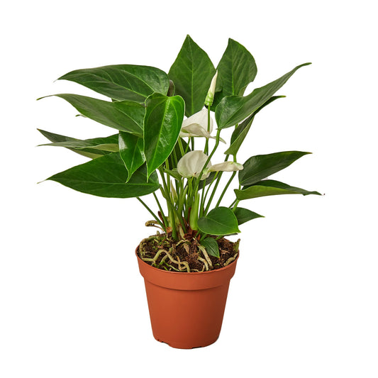 4" Pot - Anthurium 'White'