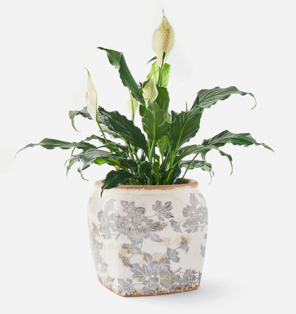 Antique Botanical Square Planter Pot – Timeless Vintage Charm for Any Space