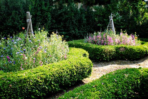 Wildflower Seeds 'Shady Mix', Wildflower Seeds for Shade