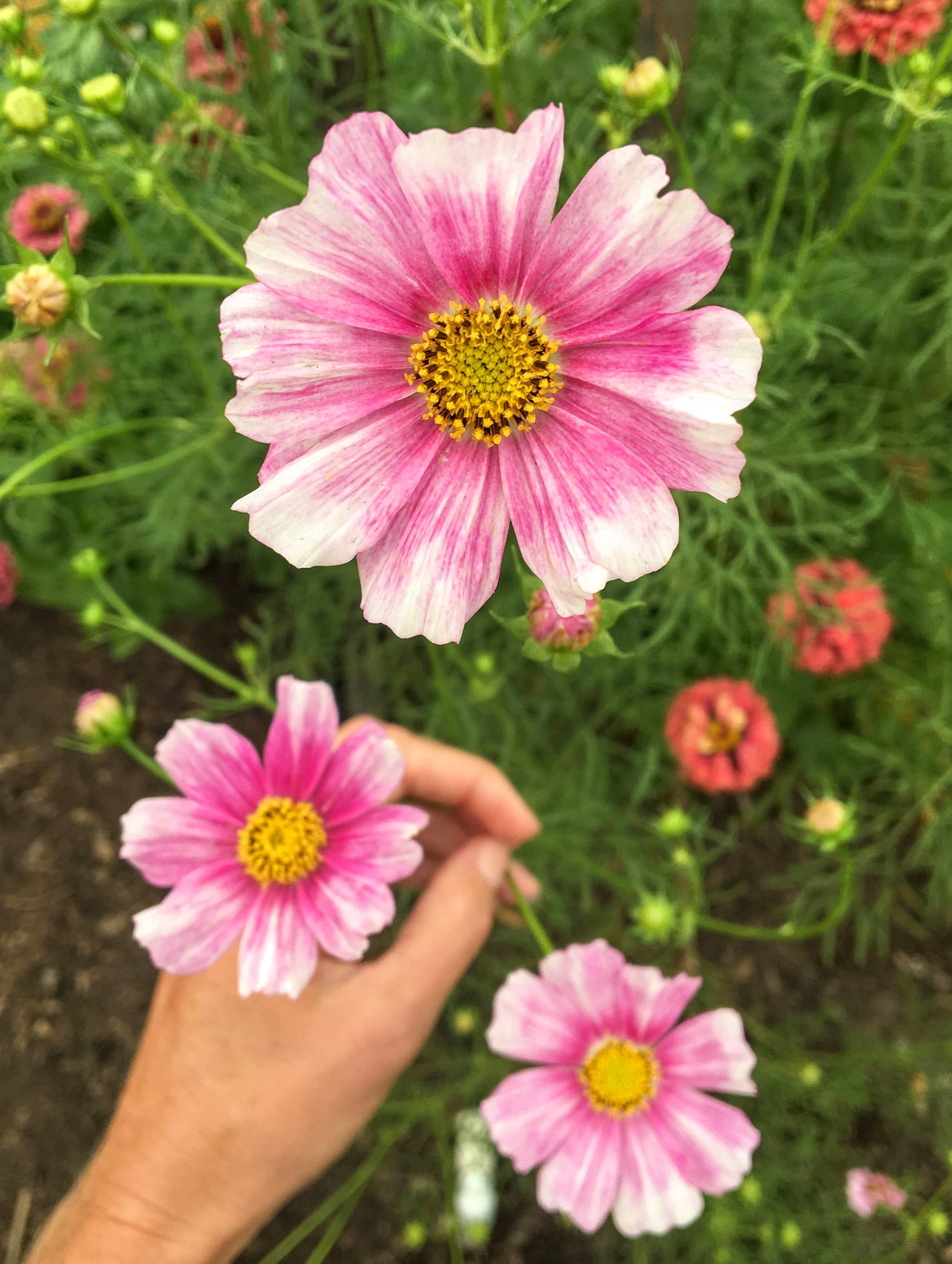 Cosmos Daydream flower with pink-to-white ombré petals and a golden-yellow center, a beautiful addition to cut flower gardens, pollinator habitats, and wildflower landscapes