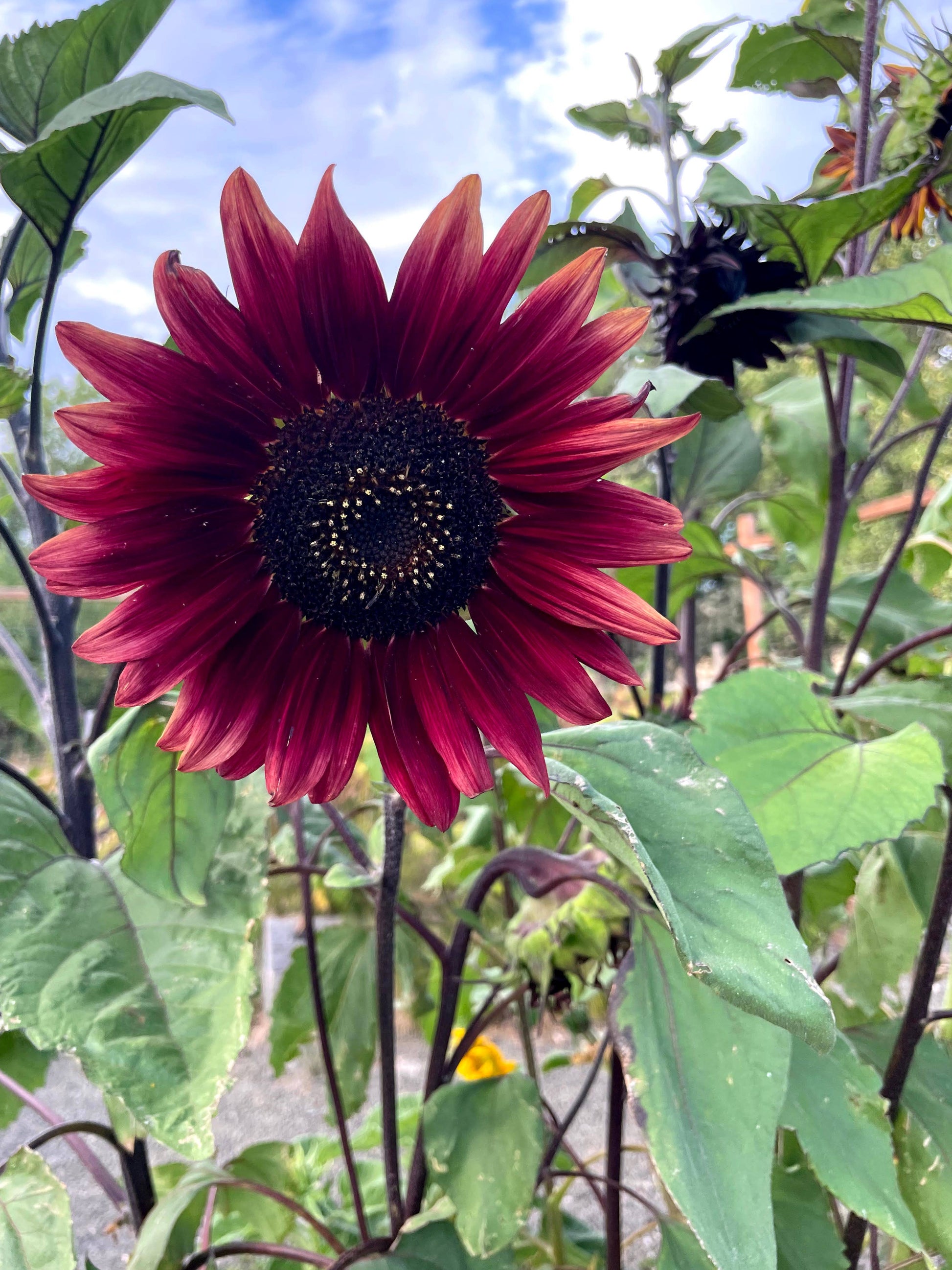 Sunflower Chocolate Cherry seeds for planting, yielding rich burgundy-red flowers with dark chocolate centers. A perfect addition to cut flower gardens, pollinator-friendly landscapes, and bold floral arrangements