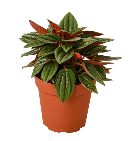 Peperomia Rosso