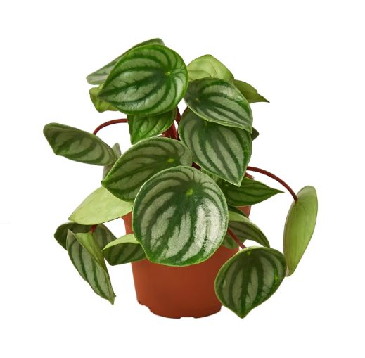 Peperomia Watermelon