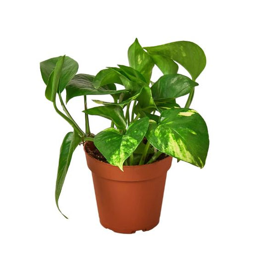 Pothos Golden