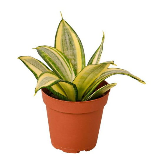 Snake Plant Gold Hahnii