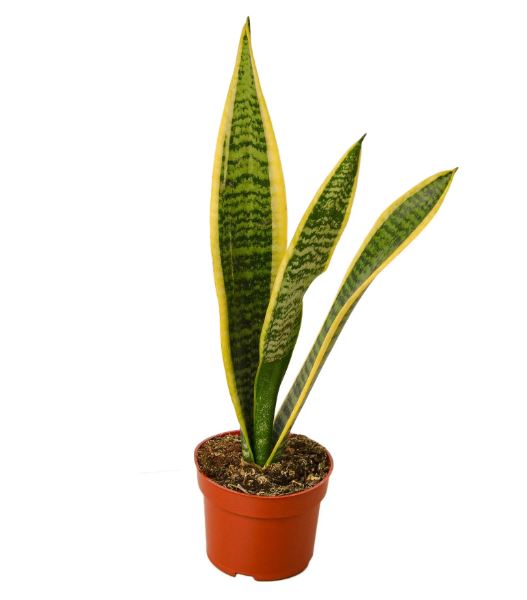 Snake Plant Laurentii