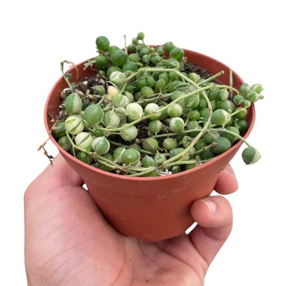 String of Pearls Variegated